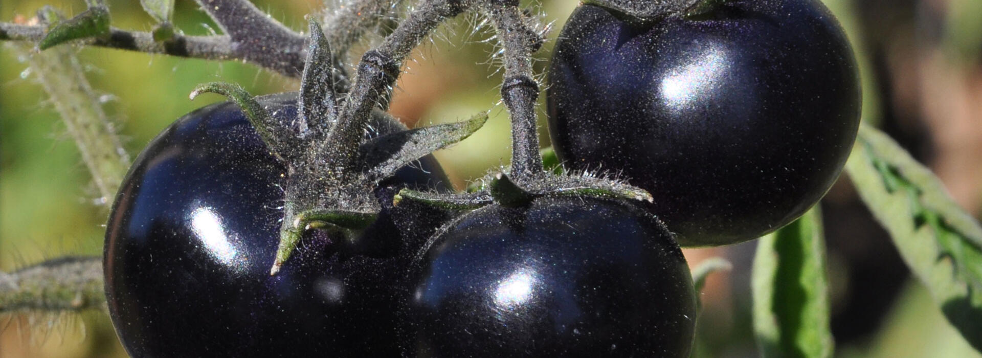 OSU breeding program produced series of purple tomatoes with
