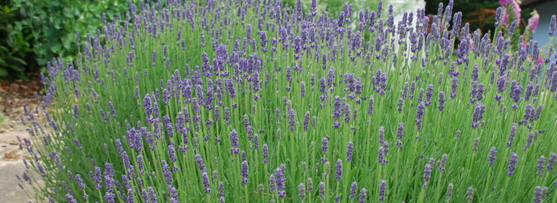 Lavender