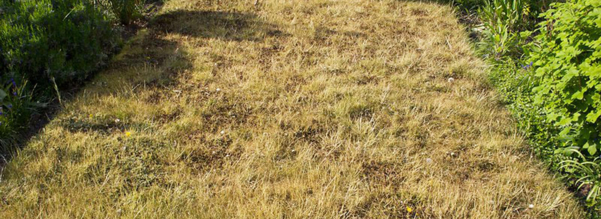 lawn