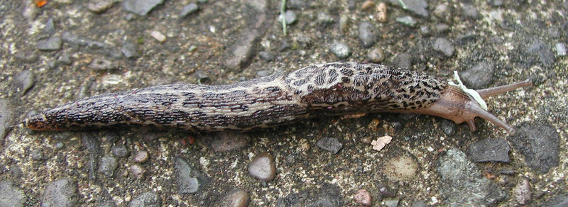 A gray slug on a sidelwak.