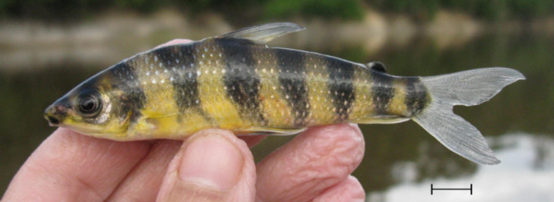 Scientists name new species of fish from the Orinoco region after