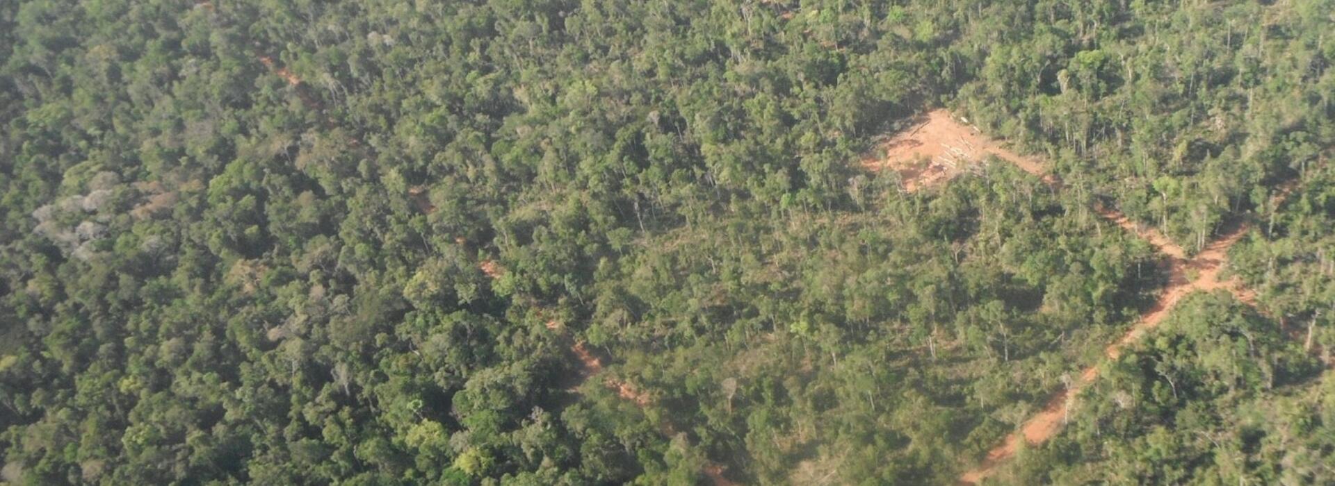 Logged area in Amazon