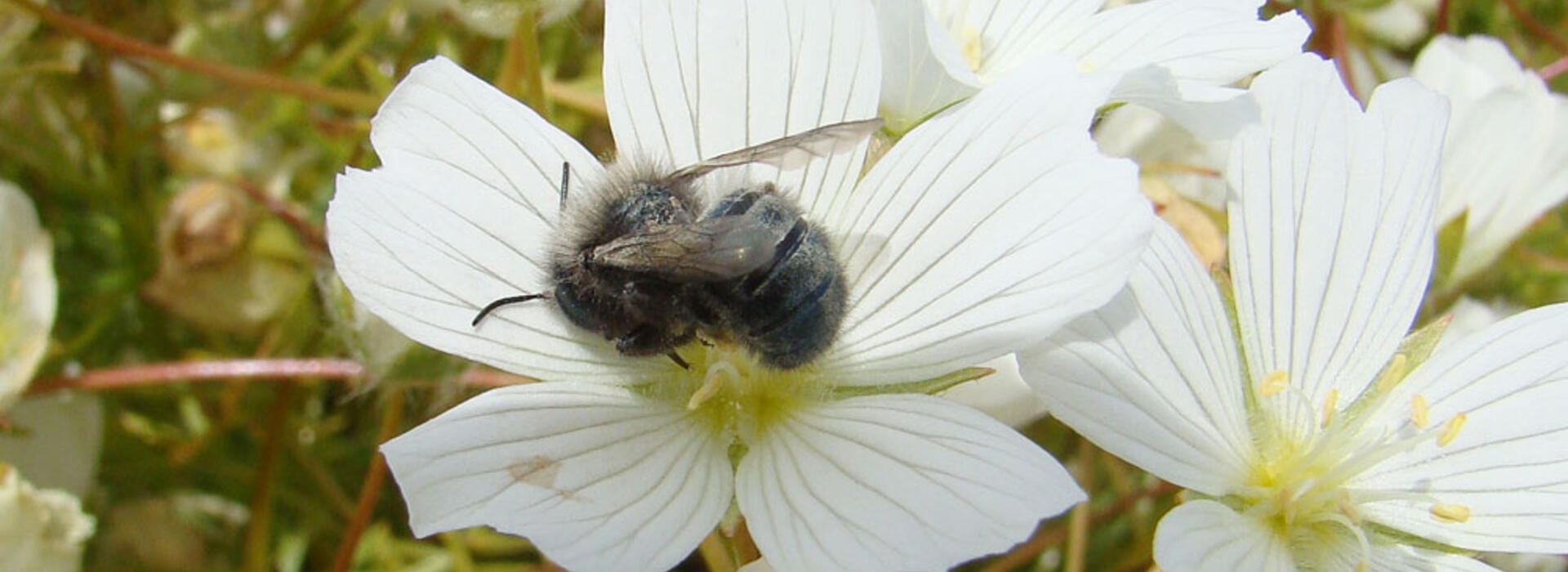 mason bee