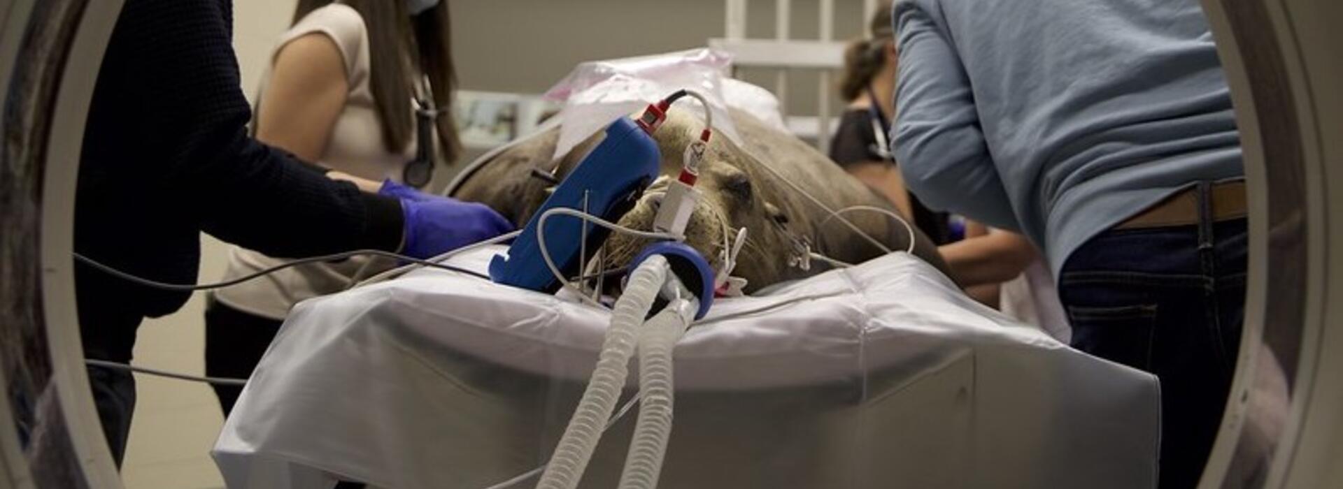 Max the sea lion getting ready for his CT scan
