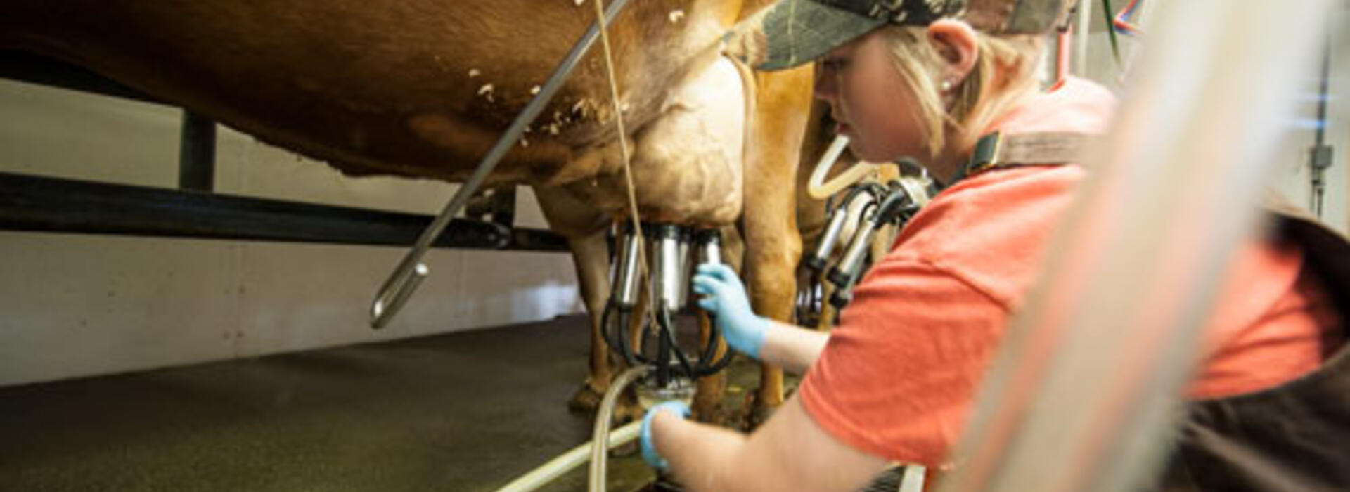 Oregon State University student attaches a milking machine to a cow in the OSU Dairy Research Center