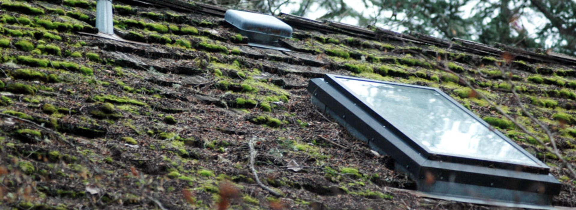 Moss on roof
