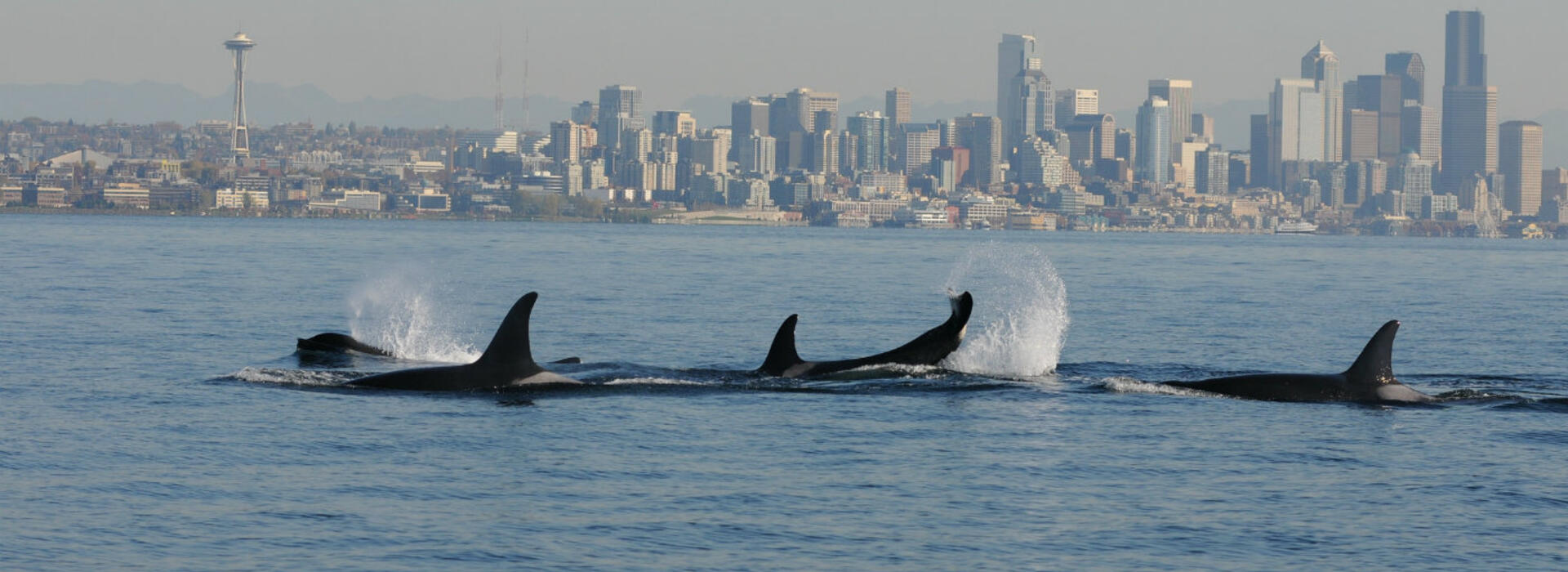 Seattle seascape