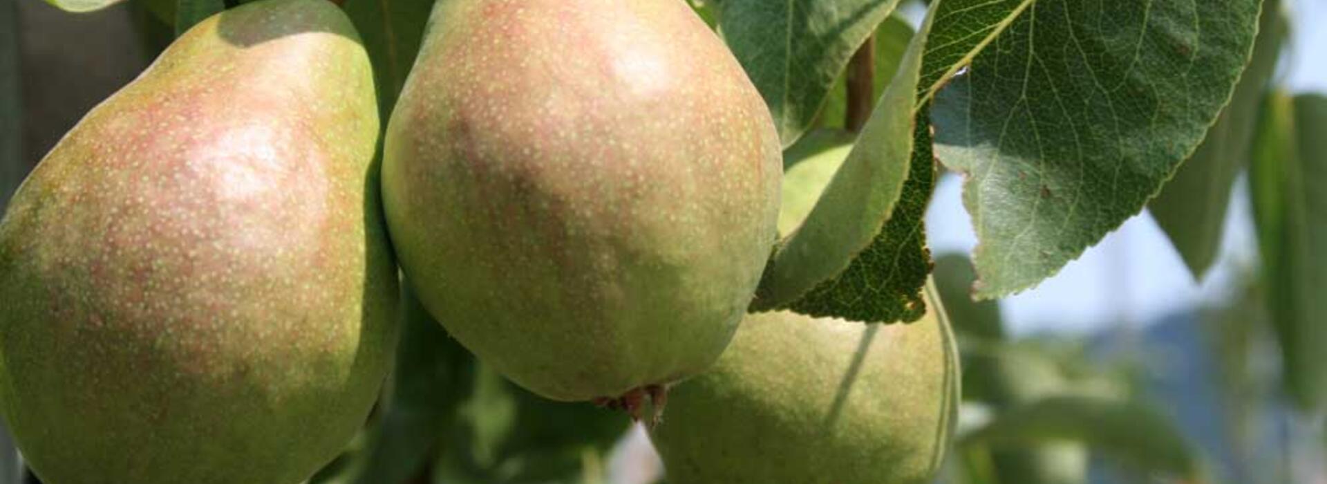 Pears on the tree.