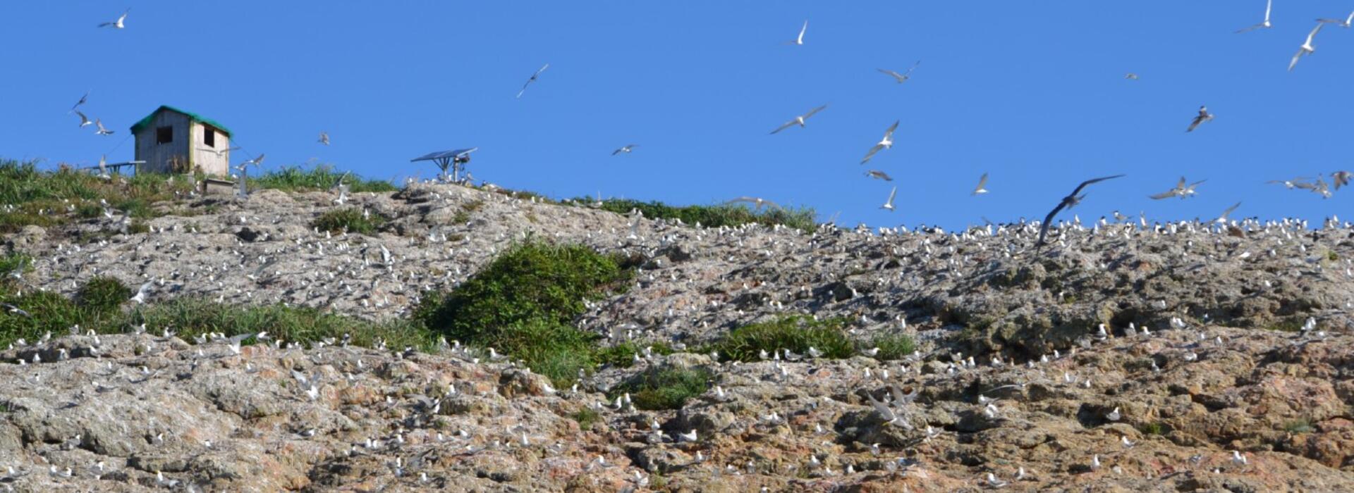 Tern colony by Simba Chan