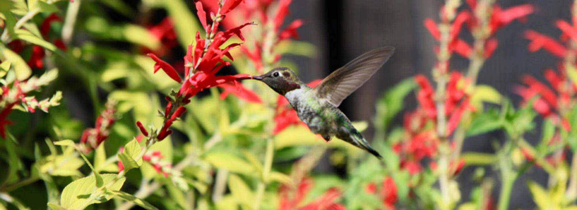 pineapple sage