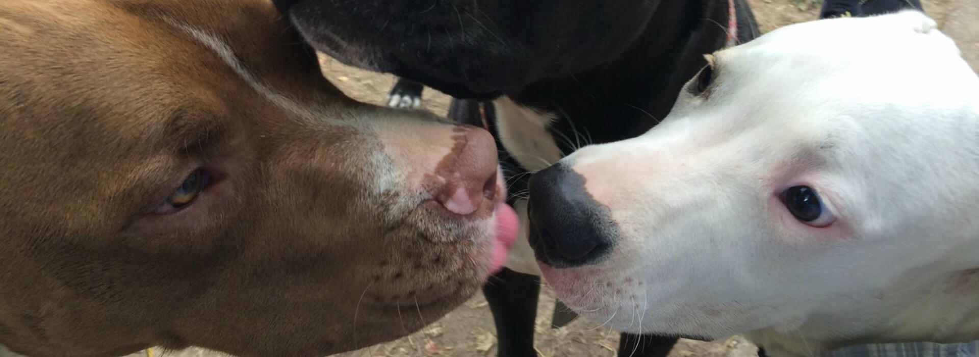 Pit bulls