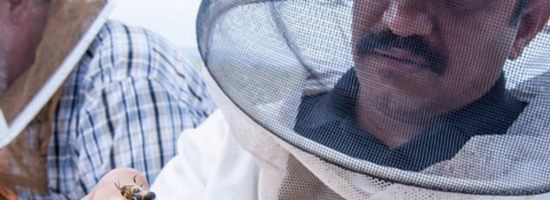 Oregon State University researcher Ramesh Sagili inspects a European honeybee in a carrot seed field near Madras, Ore.