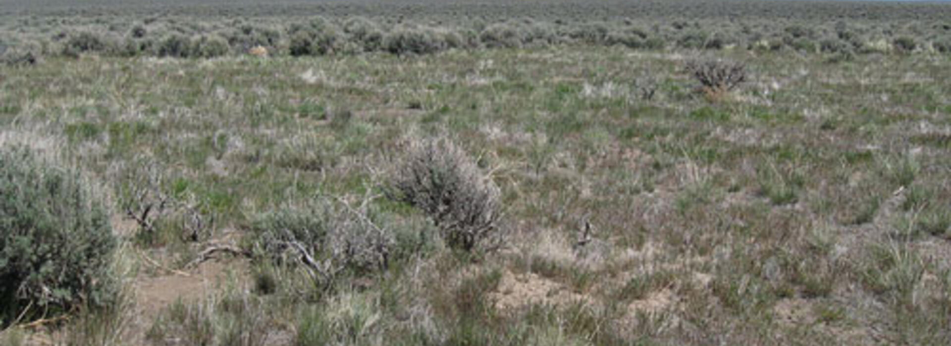 Boundary between burned and unburned areas in the Hart Mountain National Antelope Refuge