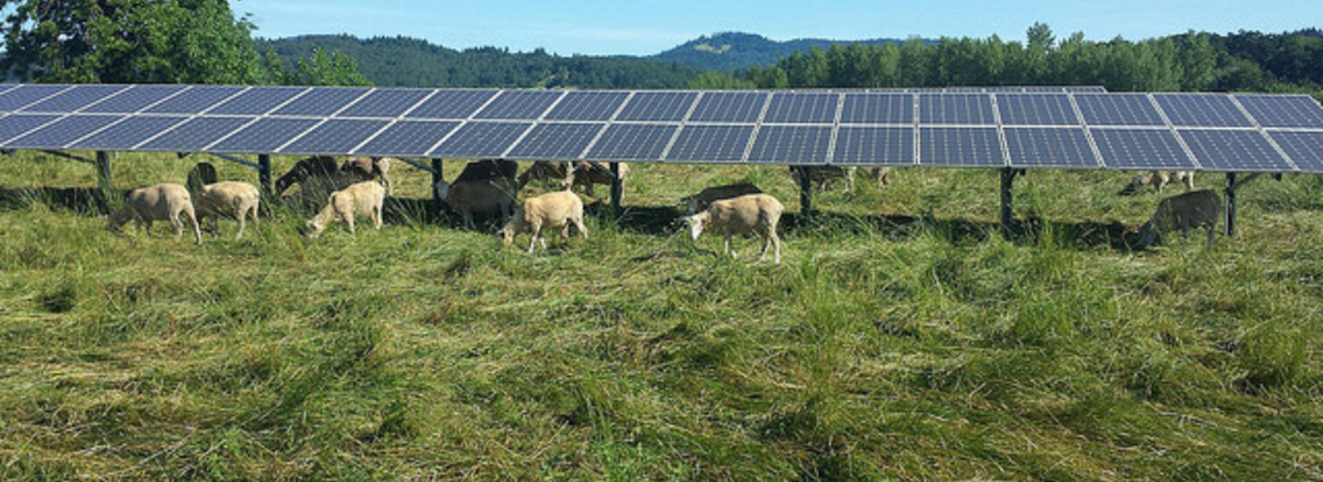 sheep grazing under array