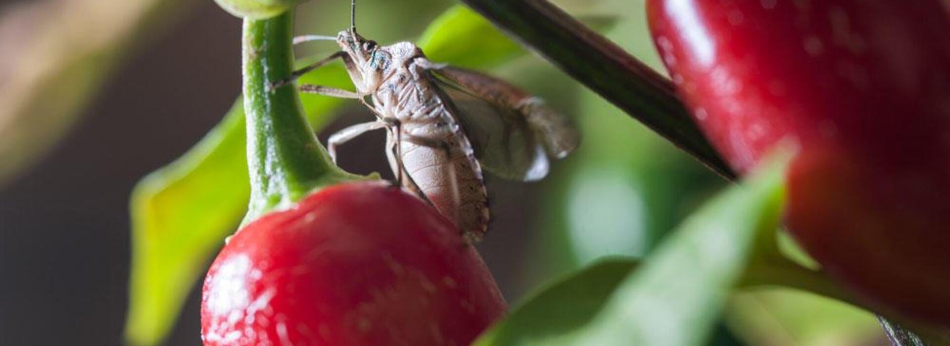 A brown marmorated stink bug crawls on a plant with red peppers.