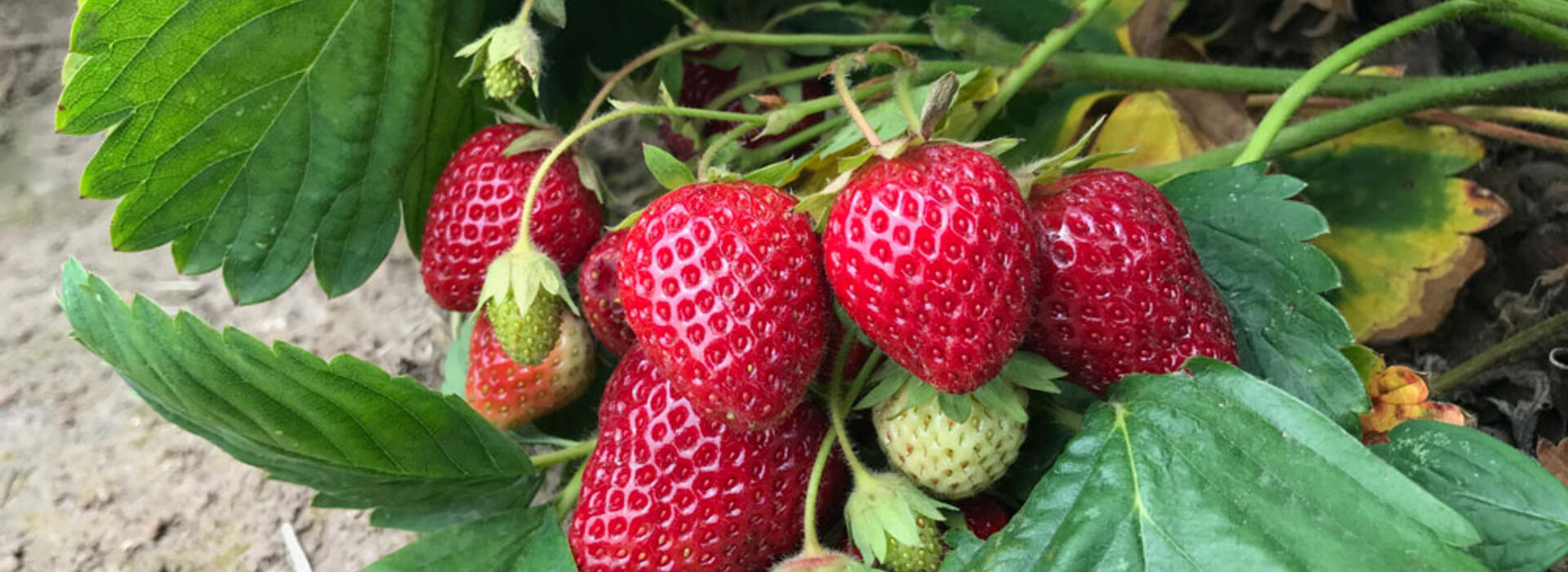 Strawberries