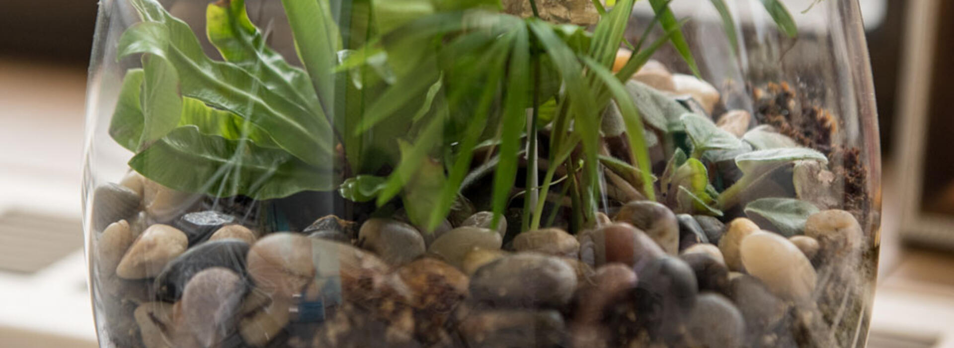 terrarium