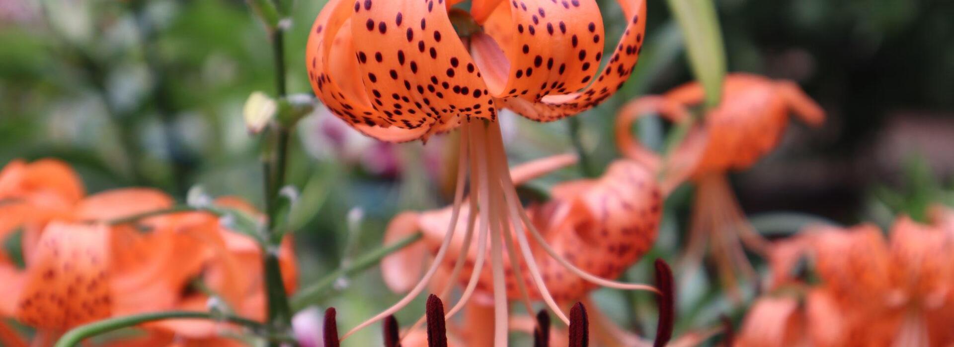 A bed of freckled orange tiger lily flowers hanging face down with petals curved up. 