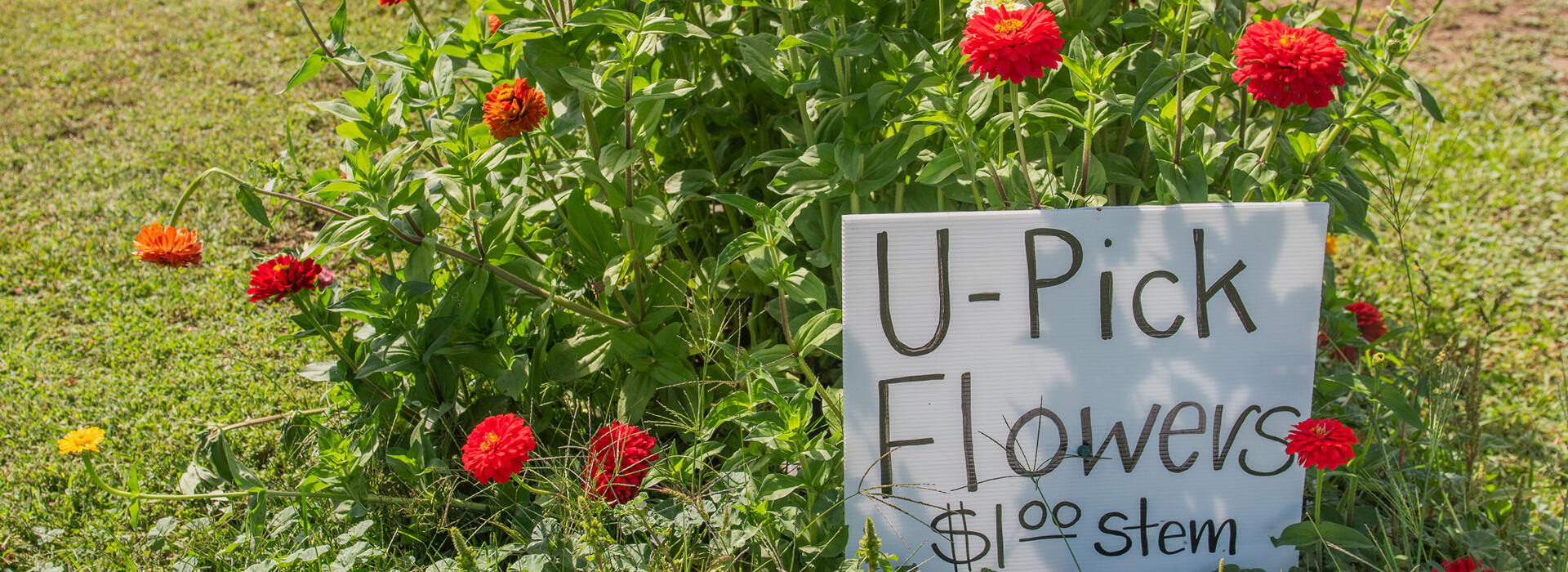 U-Pick flowers at a Willamette Valley farm. In agritourism, producers combine farming with aspects of tourism. 