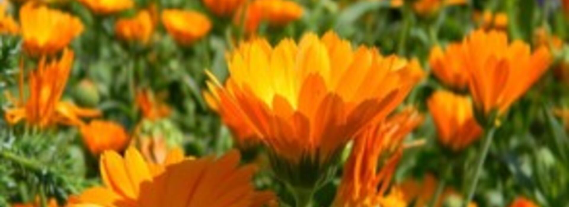 Calendula