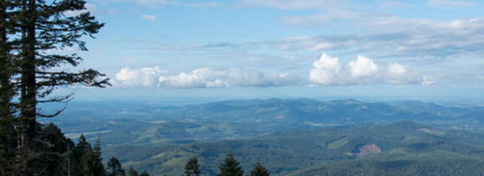 View of conifer forest from the top of Mary’s Peak, the highest point on Oregon’s Coast Range