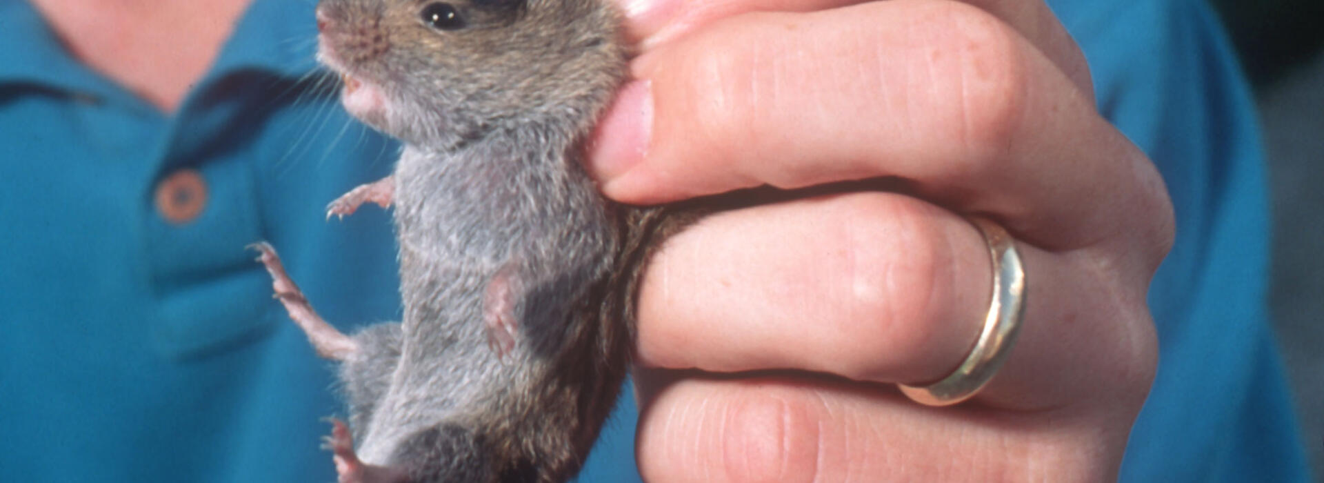 A man holds a vole, a mouse-like rodent, by its scruff.