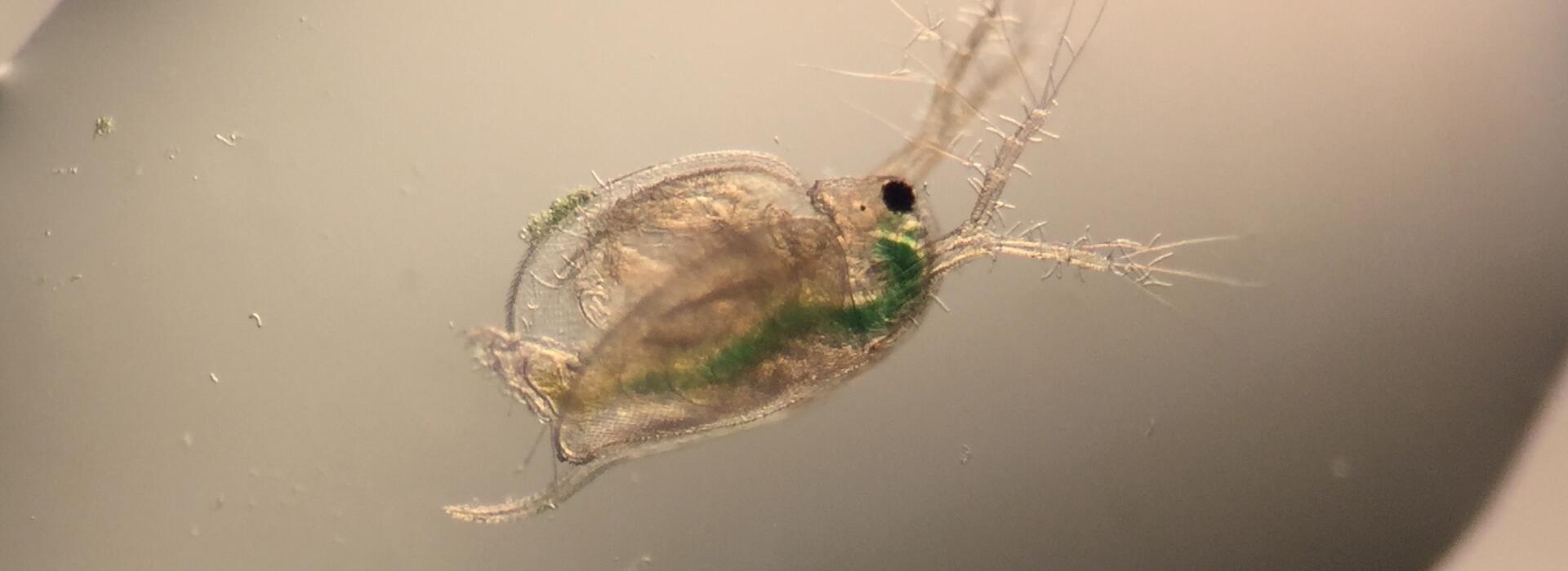 Water flea (Ceridaphnia dubia)