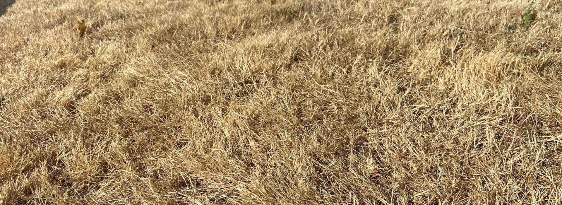 yellow grass in front of a house