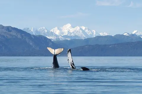 A humpback whale mother and calf in Glacier Bay National Park, Alaska, with the Fairweather Mountains in the background. 