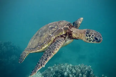 Hawai'ian green sea turtle, photo by David Baker