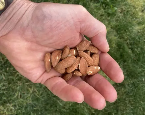 Handful of almonds