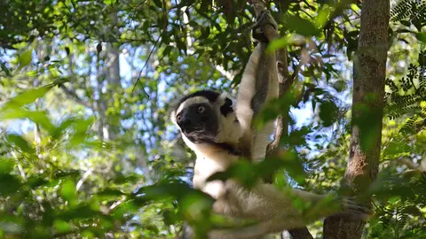 Lemur, photo by Katie Everson