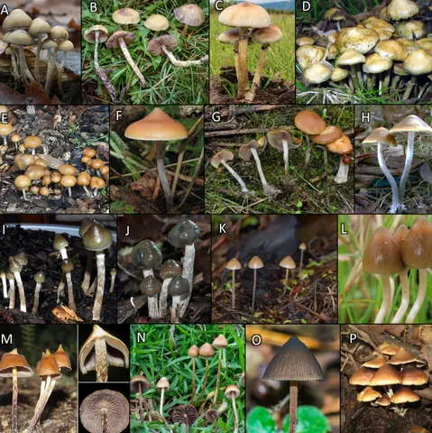 Composite image shows the diversity of mushrooms from the genus Psilocybe that contain psilocybin.  