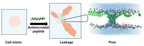 This graphic shows an antimicrobial peptide forming pores in a cell mimic, leading to leakage that was quantified experimentally and used to determine the types of pores formed by the peptide. A cell mimic is a synthetic structure that imitates certain features or functions of biological cells. Image courtesy of Myriam Cotten and Amy Rice. 
