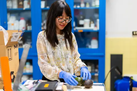 Luyao Ma in a lab with several avocados in front of her on a table.