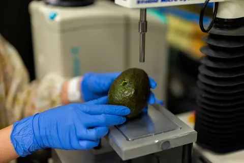 An avocado with a hole in it on a texture analyzer that measures firmness.