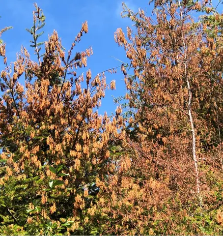 Douglas-fir on left and western hemlock (the thin tree) on right.