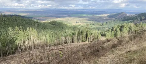 Douglas-fir forest