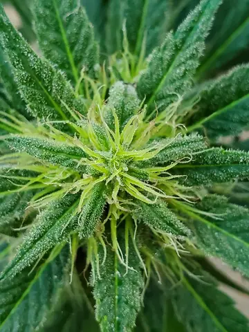 Cannabis sativa