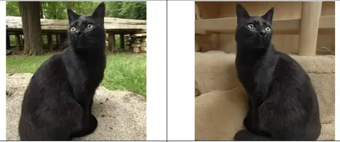 two images of the same black cat, one with an indoor background and the other with an outdoor background