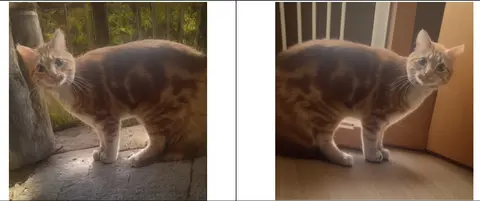 Two pictures of the same cat, one with an indoor background and the other with an outdoor one