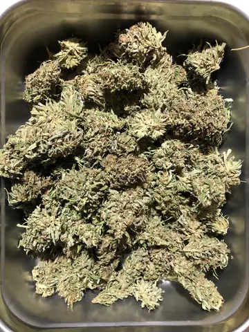 Hemp flowers in a bin