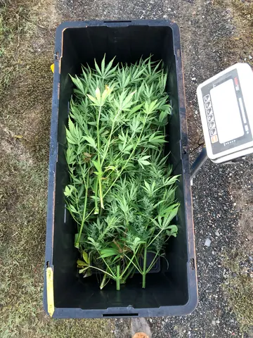 Hemp plants in bin