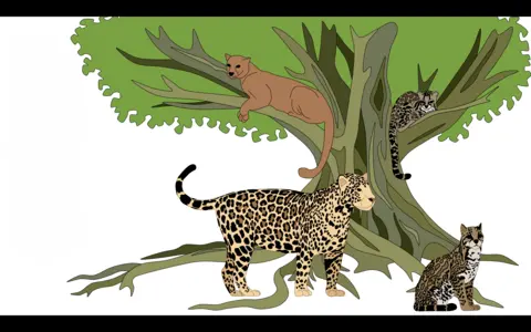 Illustration of tree and four cat species: pumas, jaguars, ocelots and margays