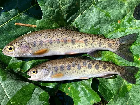 Rainbow trout, photo provided by Allison Swartz