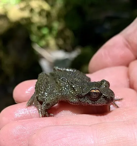 Coastal tailed frog, photo provided by Allison Swartz