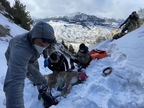Researches place a collar on a cougar in an area covered in snow. 