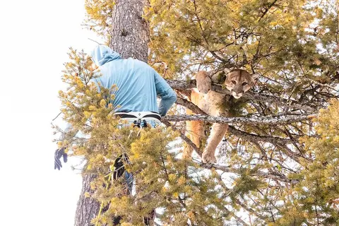 A researcher climbs a tree to reach a cougar that will be collared with a GPS device. 