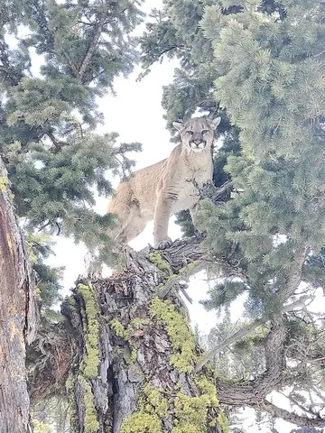 A cougar standing in a tree. 