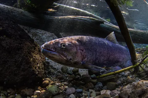 Redband trout swimming underwater around branches.